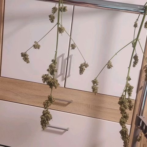Michael & Jimmy - BCN Critical XXL growlog timeline photo