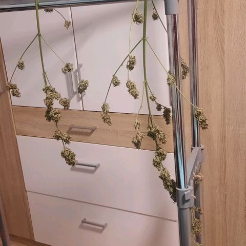 Michael & Jimmy - BCN Critical XXL growlog timeline photo