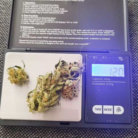 Michael & Jimmy - BCN Critical XXL growlog timeline photo