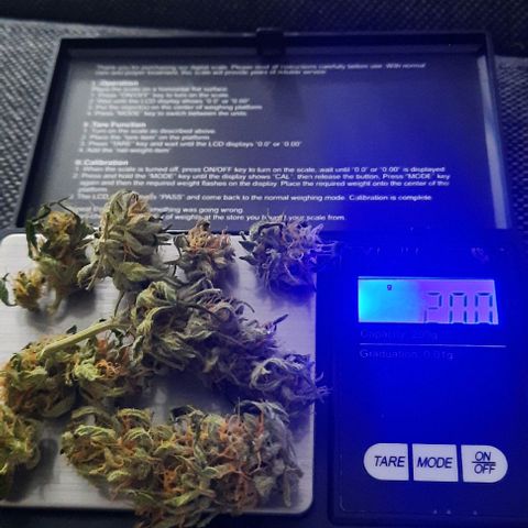 Michael & Jimmy - BCN Critical XXL growlog timeline photo