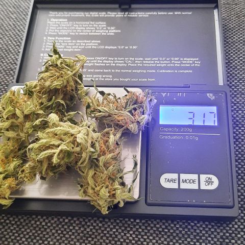 Michael & Jimmy - BCN Critical XXL growlog timeline photo
