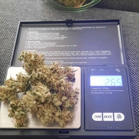 Michael & Jimmy - BCN Critical XXL growlog timeline photo
