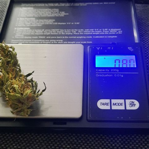 Michael & Jimmy - BCN Critical XXL growlog timeline photo