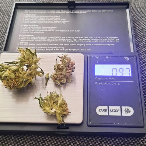 Michael & Jimmy - BCN Critical XXL growlog timeline photo