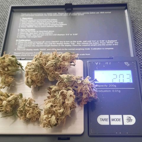 Michael & Jimmy - BCN Critical XXL growlog timeline photo