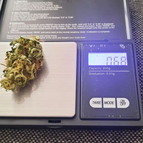 Michael & Jimmy - BCN Critical XXL growlog timeline photo