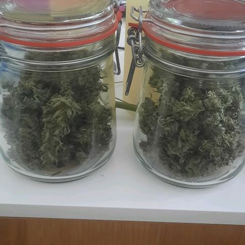 Michael & Jimmy - BCN Critical XXL growlog timeline photo
