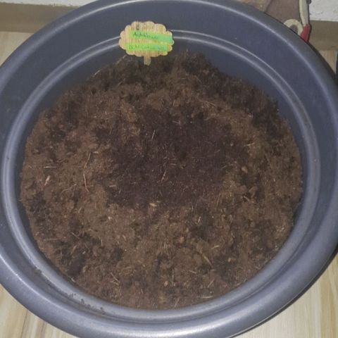  Kuhli - BCN Critical XXL growlog timeline photo