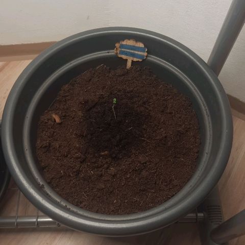  Kuhli - BCN Critical XXL growlog timeline photo