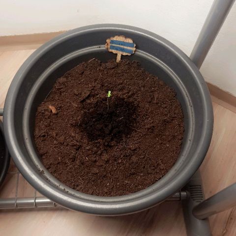  Kuhli - BCN Critical XXL growlog timeline photo