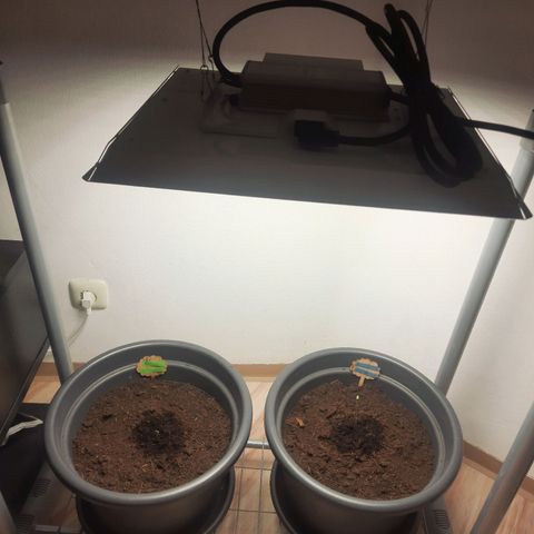  Kuhli - BCN Critical XXL growlog timeline photo