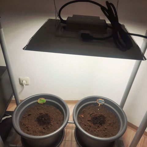  Kuhli - BCN Critical XXL growlog timeline photo