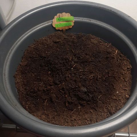 Sami - BCN Critical XXL growlog timeline photo