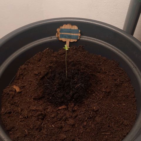 Kuhli - BCN Critical XXL growlog timeline photo