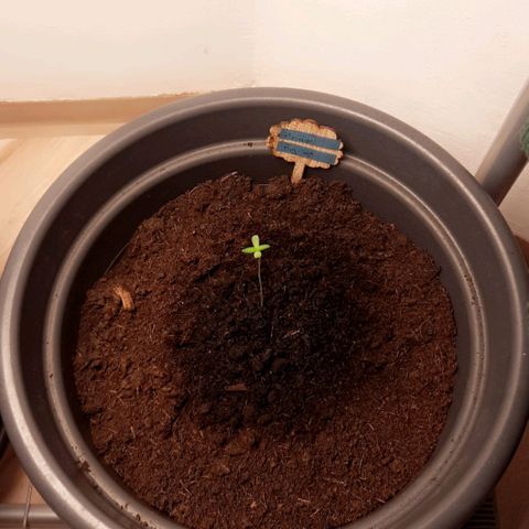 Kuhli - BCN Critical XXL growlog timeline photo