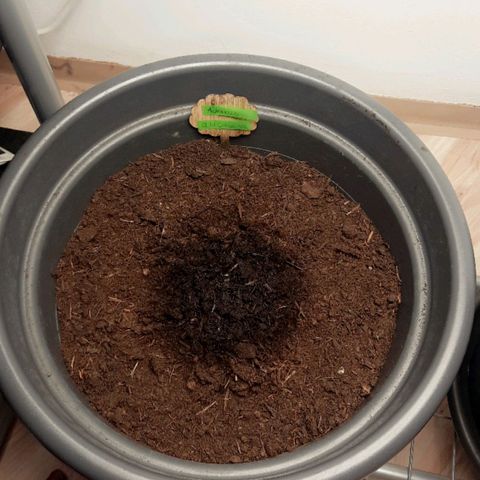 Sami - BCN Critical XXL growlog timeline photo