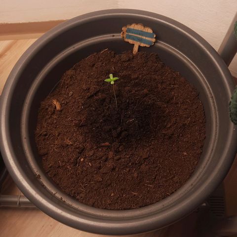  Kuhli - BCN Critical XXL growlog timeline photo