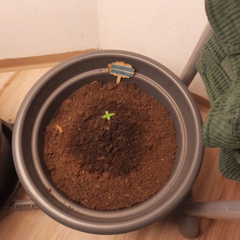  Kuhli - BCN Critical XXL growlog timeline photo
