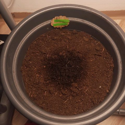Sami - BCN Critical XXL growlog timeline photo