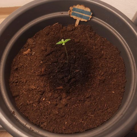  Kuhli - BCN Critical XXL growlog timeline photo
