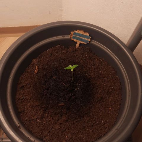 Kuhli - BCN Critical XXL growlog timeline photo