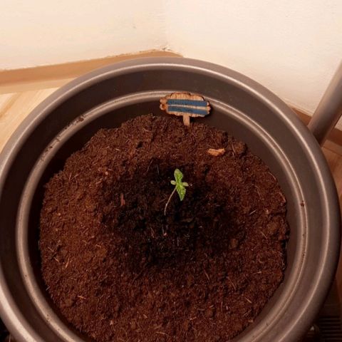  Kuhli - BCN Critical XXL growlog timeline photo