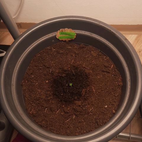Sami - BCN Critical XXL growlog timeline photo