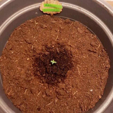 Sami - BCN Critical XXL growlog timeline photo