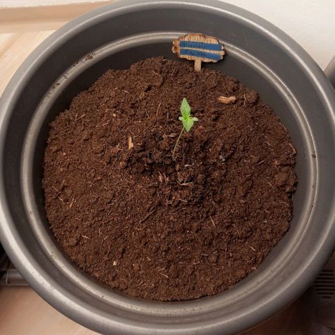  Kuhli - BCN Critical XXL growlog timeline photo