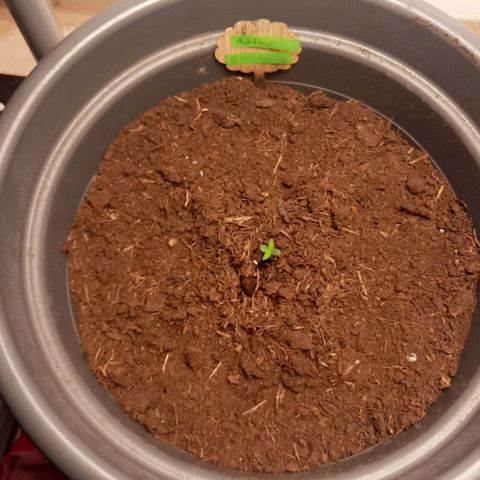 Sami - BCN Critical XXL growlog timeline photo