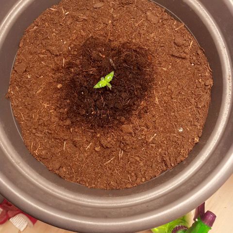 Sami - BCN Critical XXL growlog timeline photo