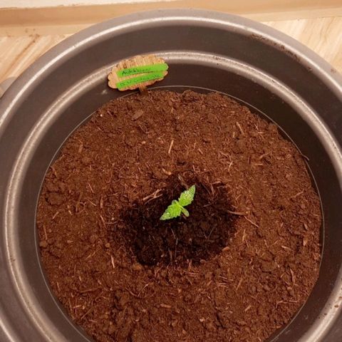 Sami - BCN Critical XXL growlog timeline photo