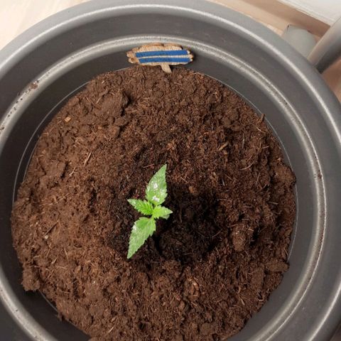  Kuhli - BCN Critical XXL growlog timeline photo