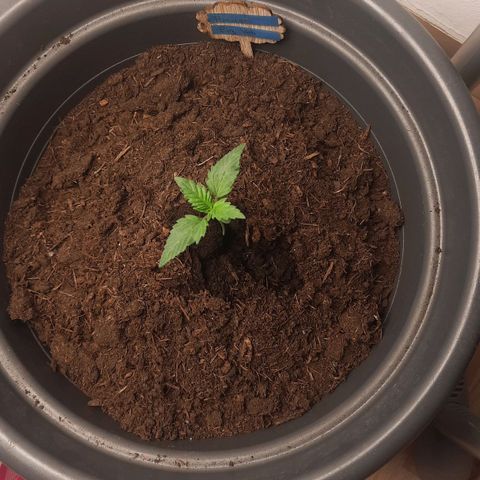  Kuhli - BCN Critical XXL growlog timeline photo