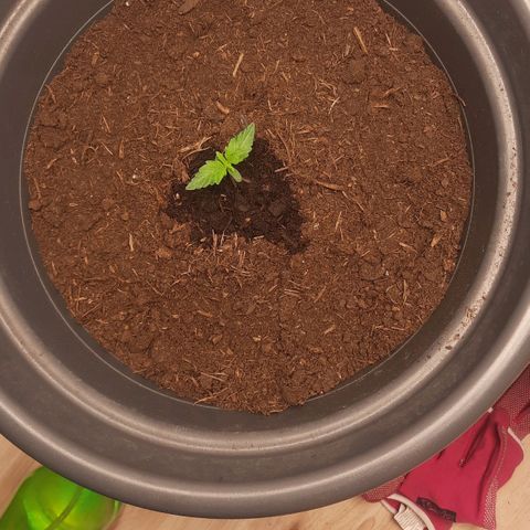 Sami - BCN Critical XXL growlog timeline photo