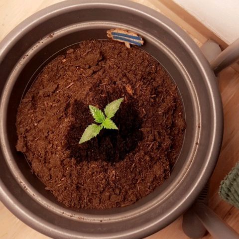  Kuhli - BCN Critical XXL growlog timeline photo