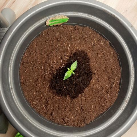 Sami - BCN Critical XXL growlog timeline photo