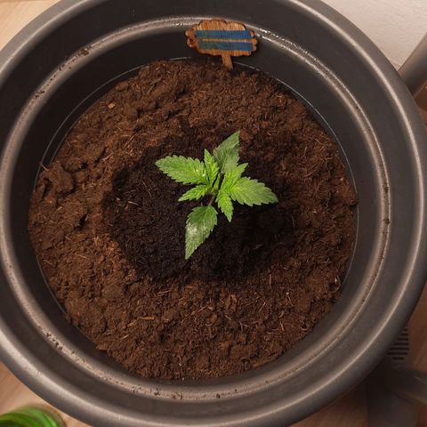 Kuhli - BCN Critical XXL growlog timeline photo