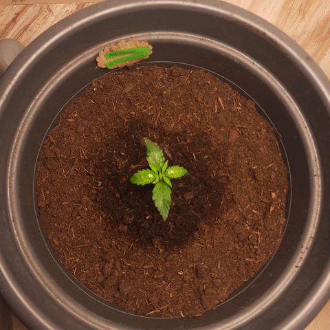 Sami - BCN Critical XXL growlog timeline photo