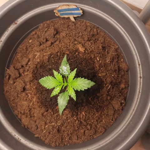  Kuhli - BCN Critical XXL growlog timeline photo