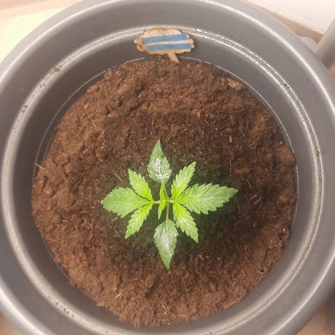  Kuhli - BCN Critical XXL growlog timeline photo