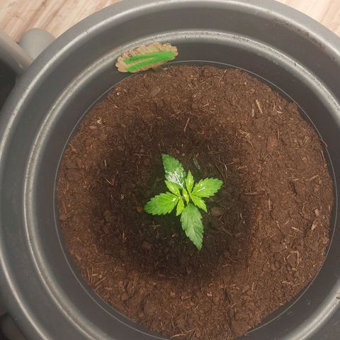 Sami - BCN Critical XXL growlog timeline photo
