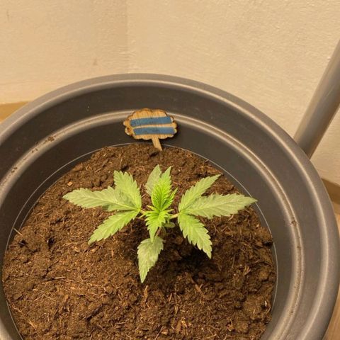  Kuhli - BCN Critical XXL growlog timeline photo