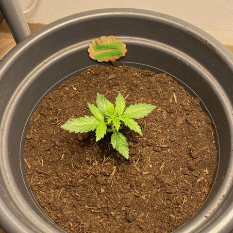Sami - BCN Critical XXL growlog timeline photo