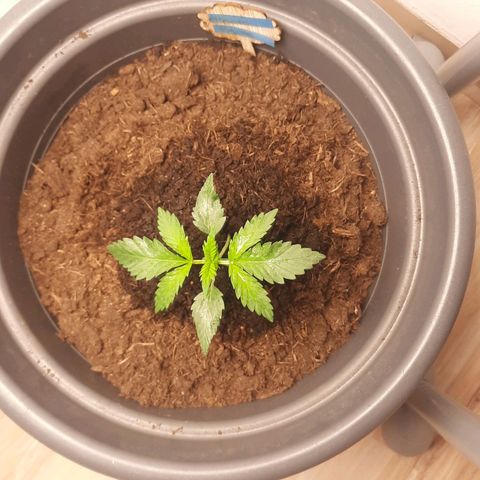  Kuhli - BCN Critical XXL growlog timeline photo