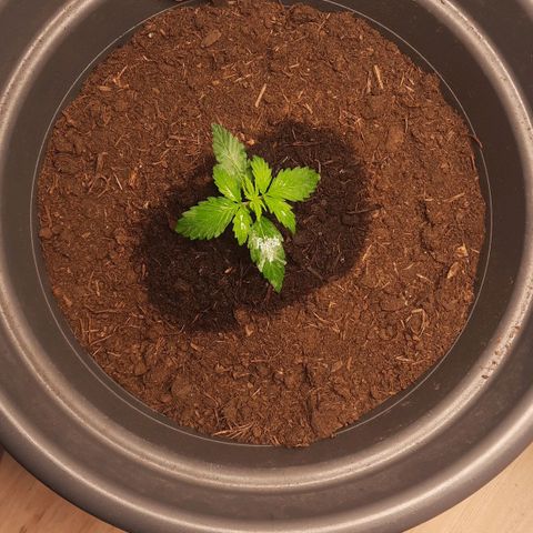 Sami - BCN Critical XXL growlog timeline photo