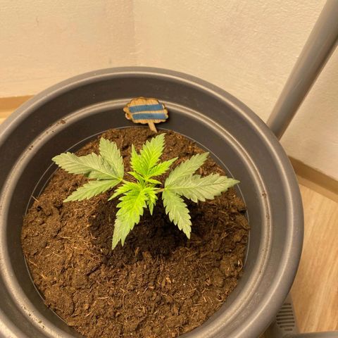  Kuhli - BCN Critical XXL growlog timeline photo