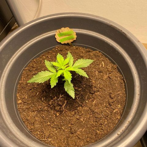 Sami - BCN Critical XXL growlog timeline photo