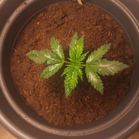 Kuhli - BCN Critical XXL growlog timeline photo