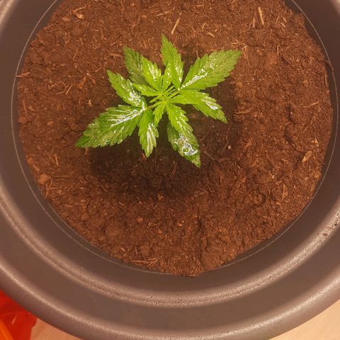 Sami - BCN Critical XXL growlog timeline photo